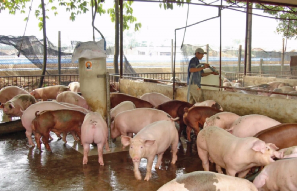 Triển khai nhiều biện pháp bình ổn thị trường thịt lợn Tết