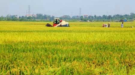 Hà Tĩnh quy định mức nộp tiền khi chuyển đất chuyên trồng...